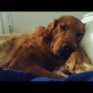 Meet your Posher, Molly